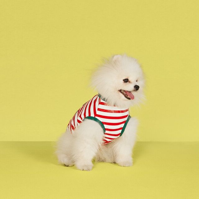 GUCCI 犬用服ペットハーバリウムコットンTシャツ GUCCIペットハーバリウムコットンTシャツ