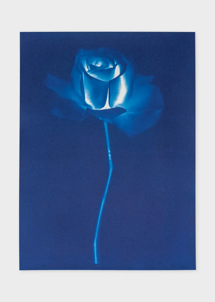 Paul smith rose price deals