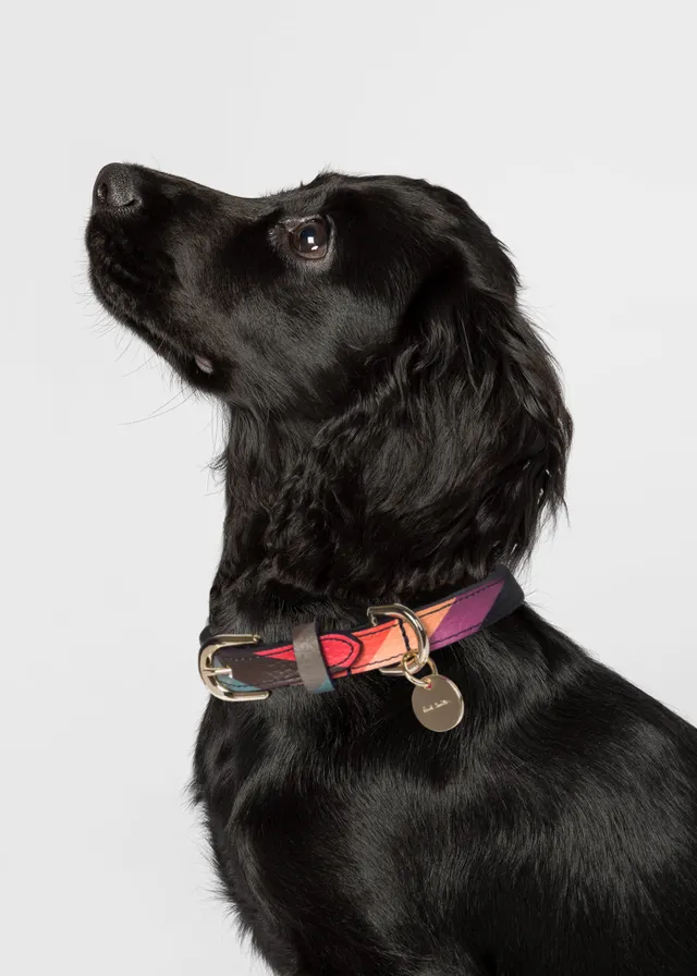 Paul smith dog shop lead