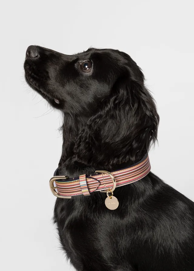 Paul Smith Swirl Print Calf Leather Dog Collar King s Cross