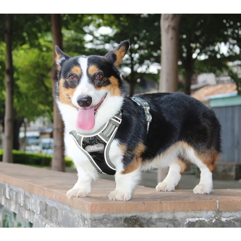 Anko dog online training harness