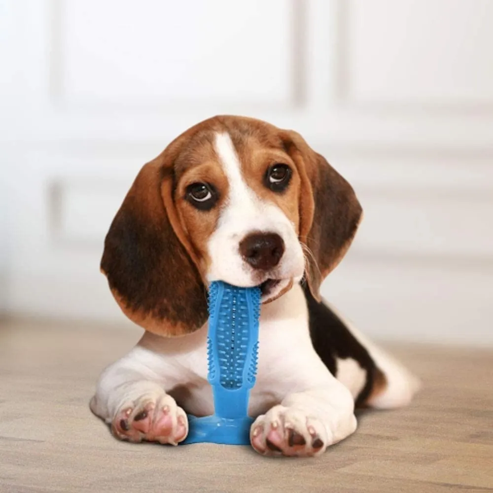 Dental brushing stick top for dogs
