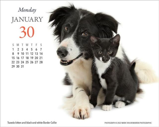 Barnes and Noble 2023 Kittens & Friends Desk Calendar The Summit