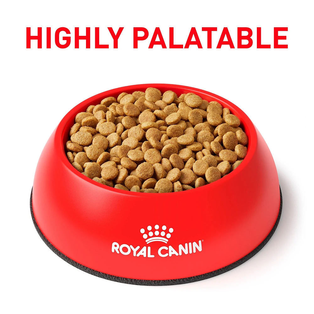 Gastrointestinal royal canin 14 kg hotsell