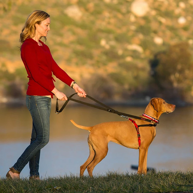 Double ended leash petsmart best sale