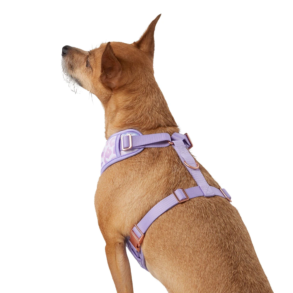 How to put a top paw harness on a dog best sale