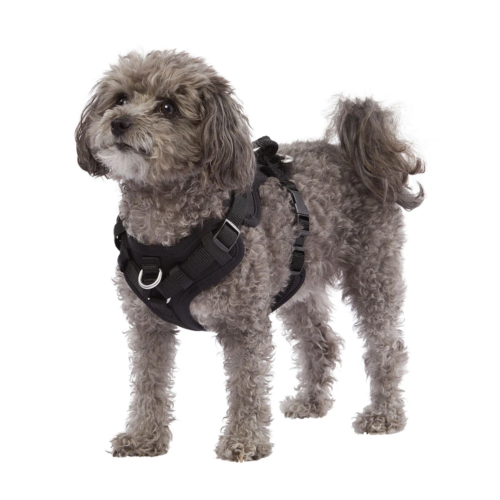 Petsmart dog harness best sale