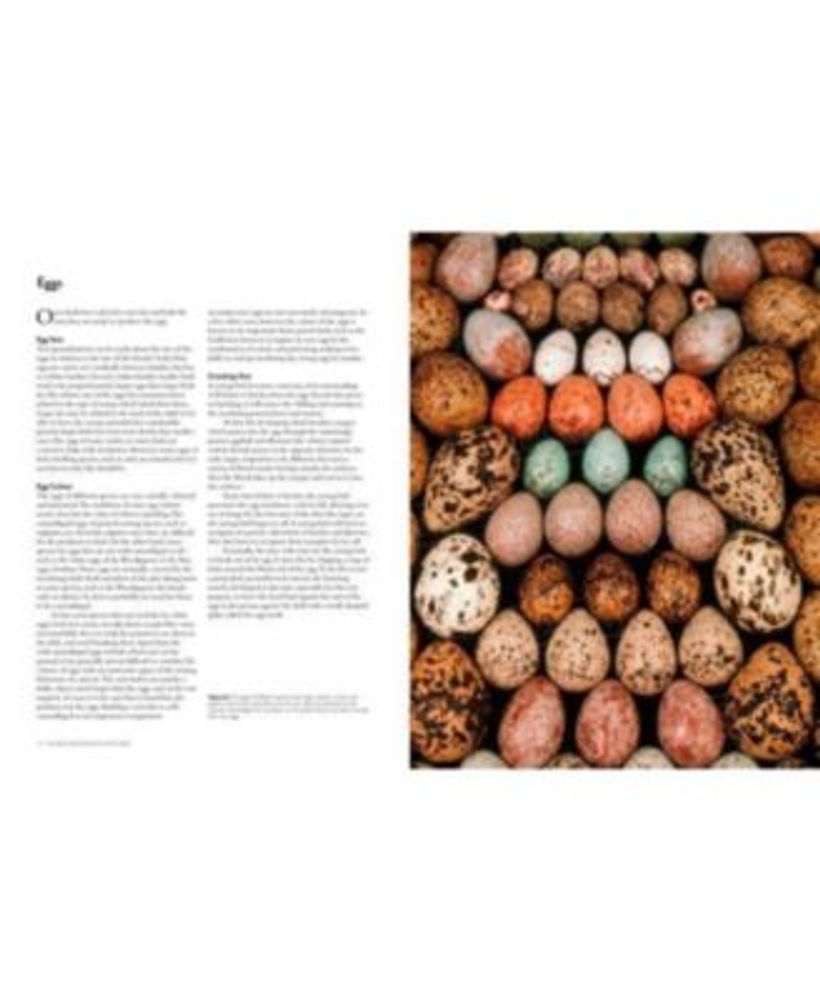 Barnes & Noble The Backyard Birdwatcher's Bible Birds, Behaviors