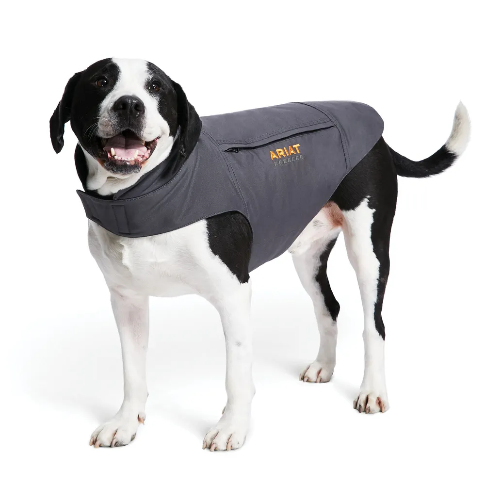 Insulated store dog jacket
