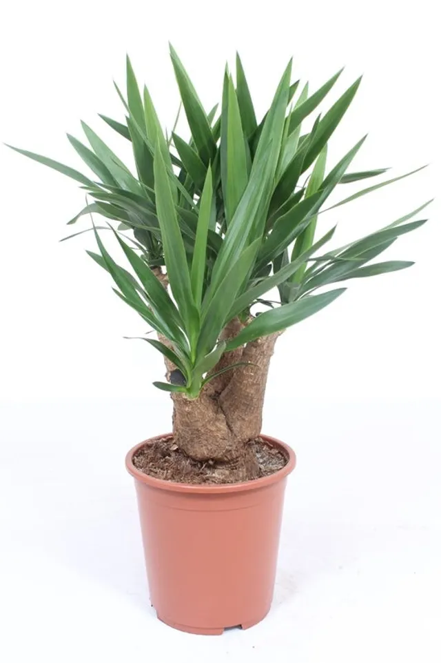 Yucca Cross Botanicalboysuk Yucca Elephantipes - 90cmH x 27cmD | King's Cross