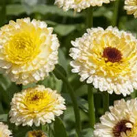 Herboo | Calendula 'Snow Princess' Seeds | King's Cross