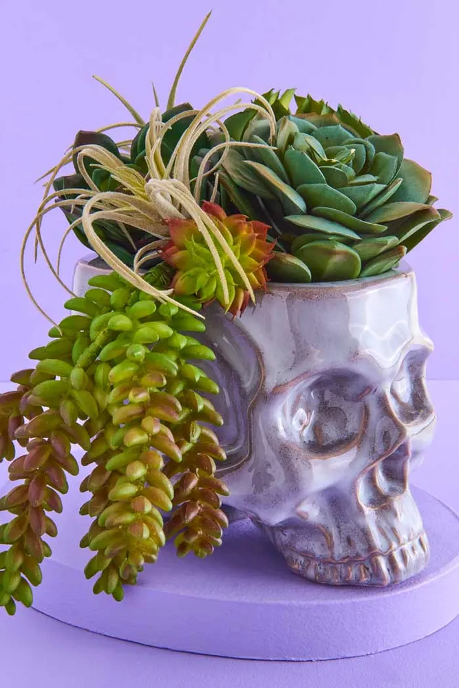 Earthbound Trading Ceramic Skull Vase/Planter | Hamilton Place