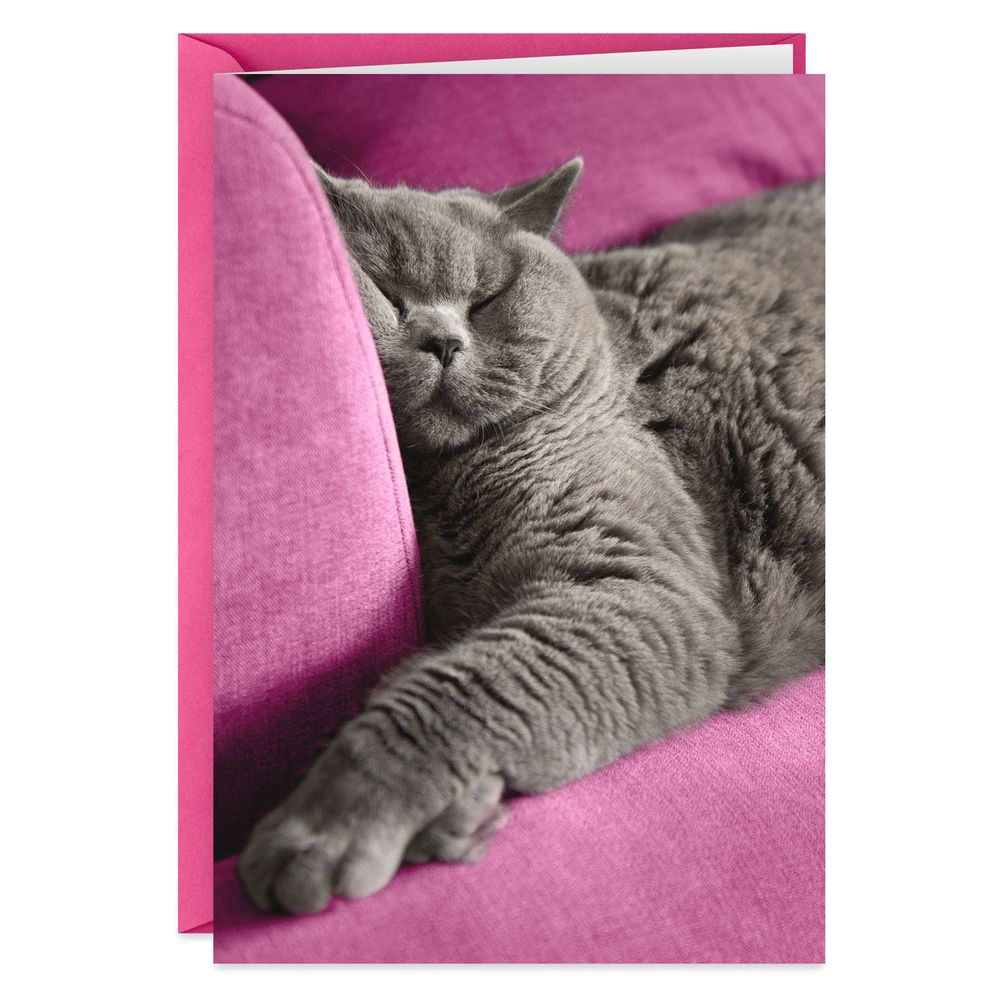 Hallmark Drunk Cat Passed Out on Couch Funny Birthday Card Brazos Mall